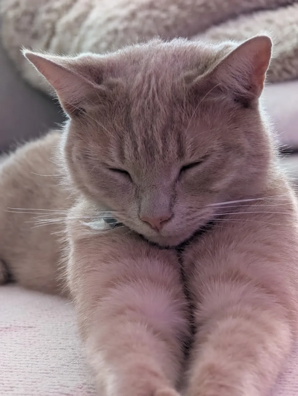 Purrfect Cattery 2 - Newcastle upon Tyne pet otel