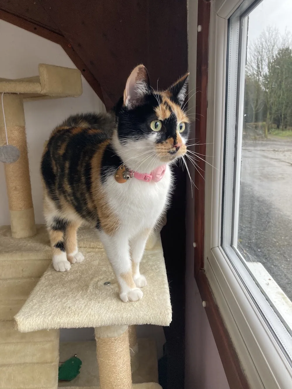 The Cats Whiskers and Small Animal Accommodation @HFH - Newcastle upon Tyne pet otel