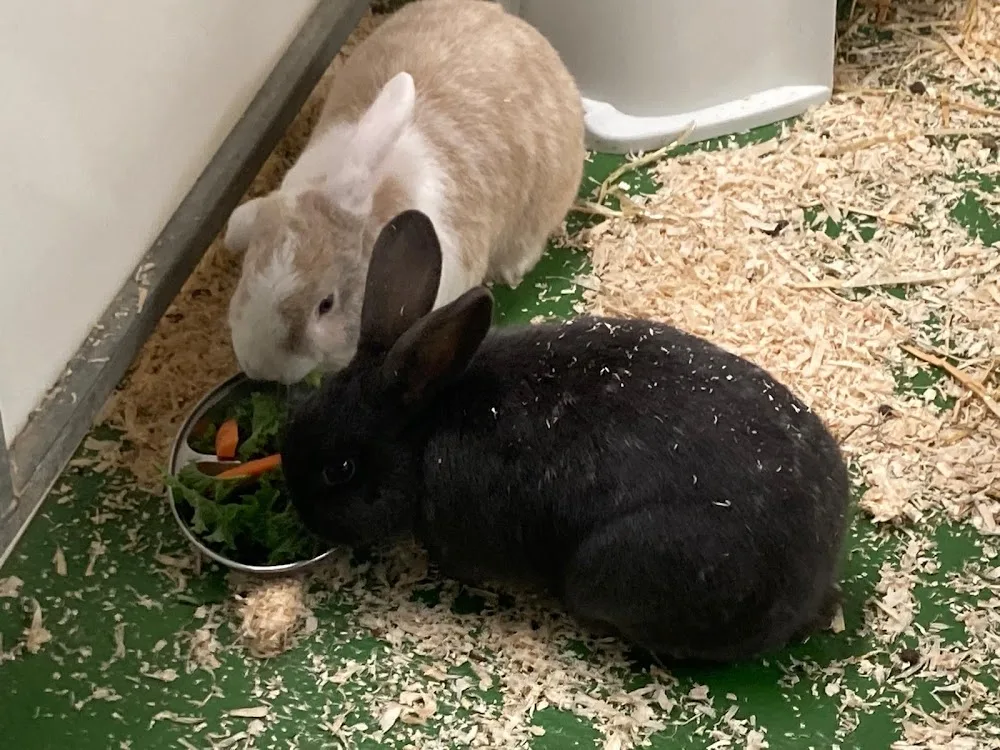 The Cats Whiskers and Small Animal Accommodation @HFH - Newcastle upon Tyne pet otel görseli 3