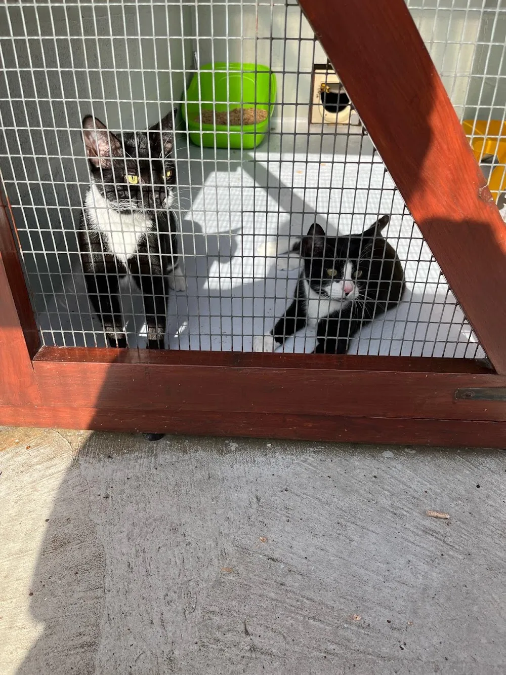 Willowmead Boarding Cattery - Newcastle upon Tyne pet otel görseli 3