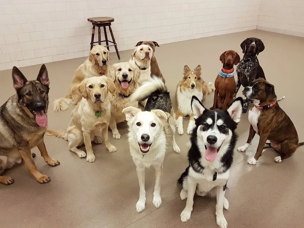 A Dog's World - Newfoundland and Labrador pet otel