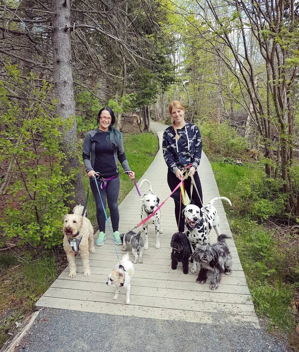 A Dog's World - Newfoundland and Labrador pet otel görseli 3
