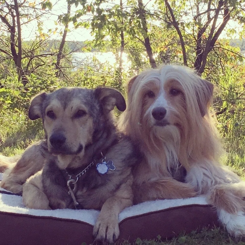 Cozy Paws Dog Daycare & Boarding Inc. - Newfoundland and Labrador pet otel görseli 4