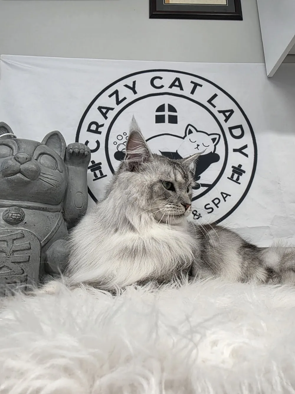 Crazy Cat Lady Cat Hotel & Spa Inc. - Newfoundland and Labrador pet otel