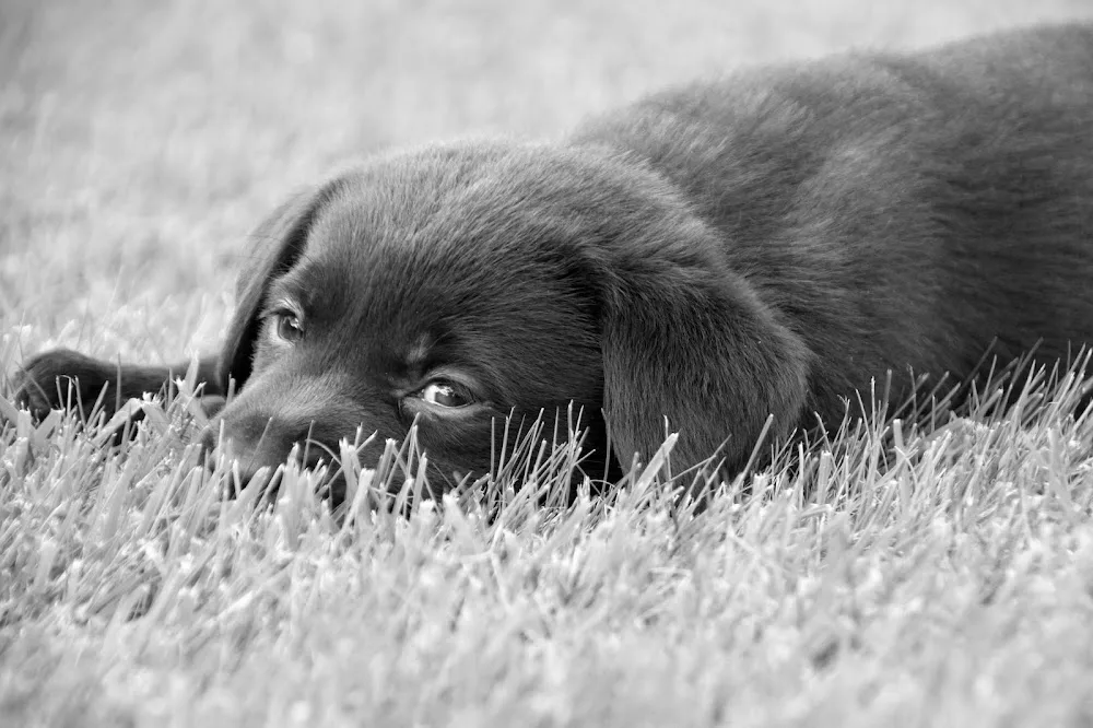 Doukare Labradors - Newfoundland and Labrador pet otel