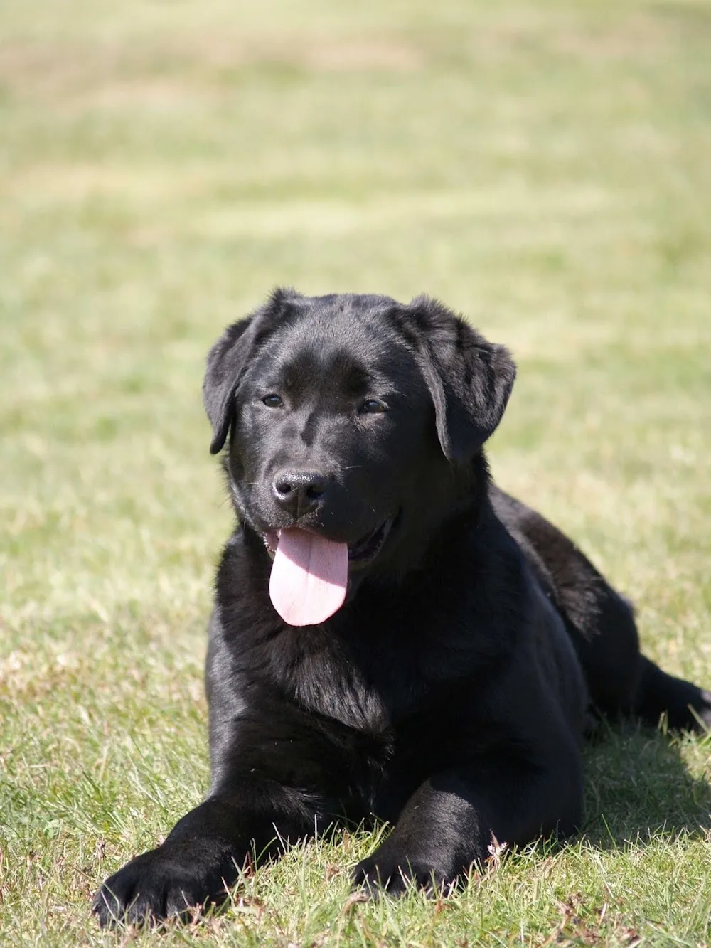 Doukare Labradors - Newfoundland and Labrador pet otel görseli 3