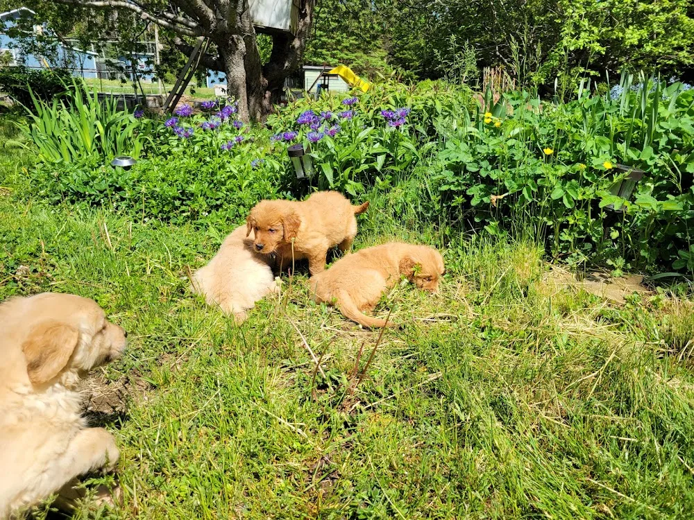 Golden Mountain Kennel - Newfoundland and Labrador pet otel