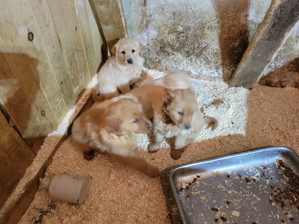 Golden Mountain Kennel - Newfoundland and Labrador pet otel görseli 3