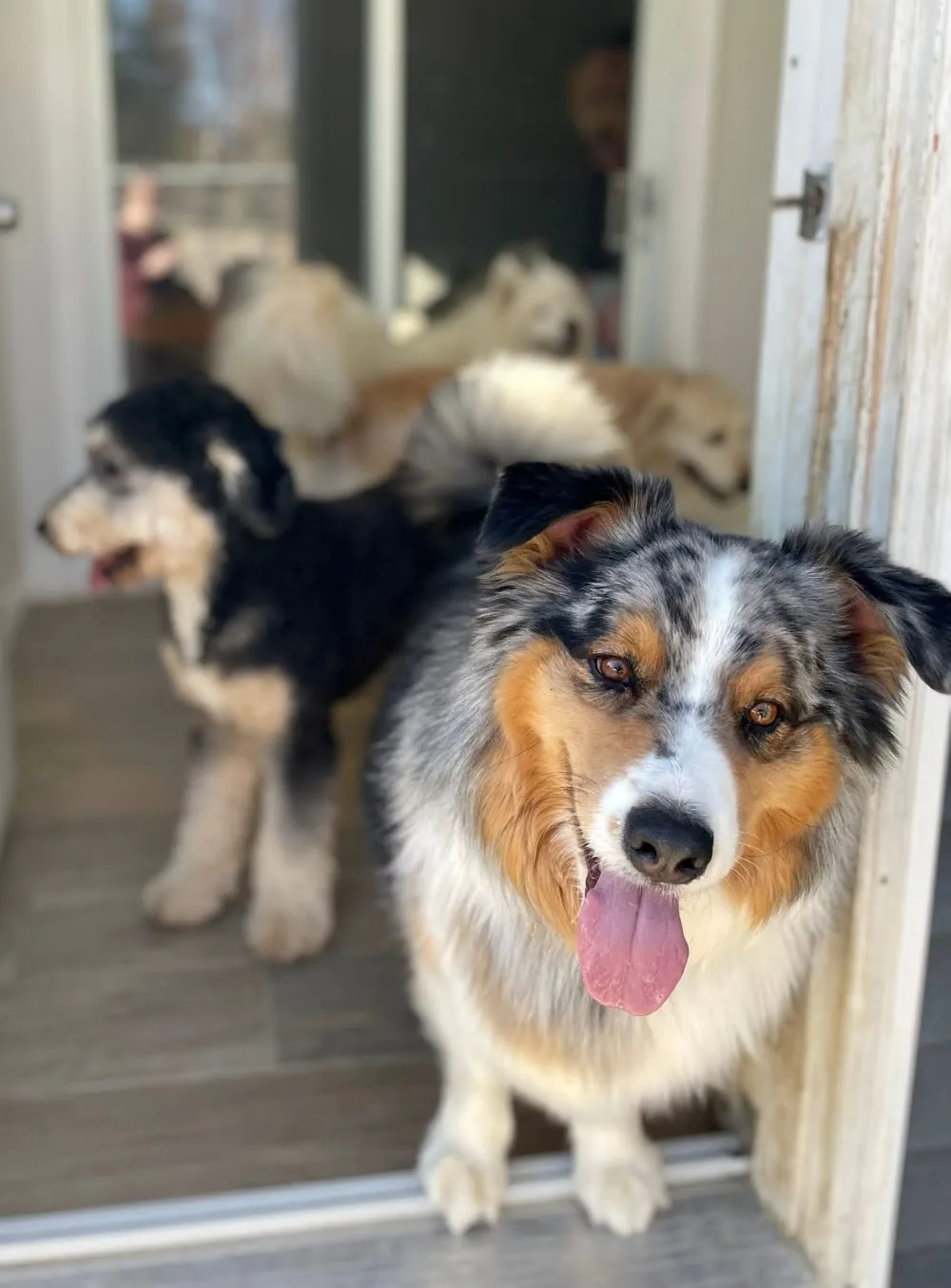 Habitat Professional Pet Care - Newfoundland and Labrador pet otel görseli 3
