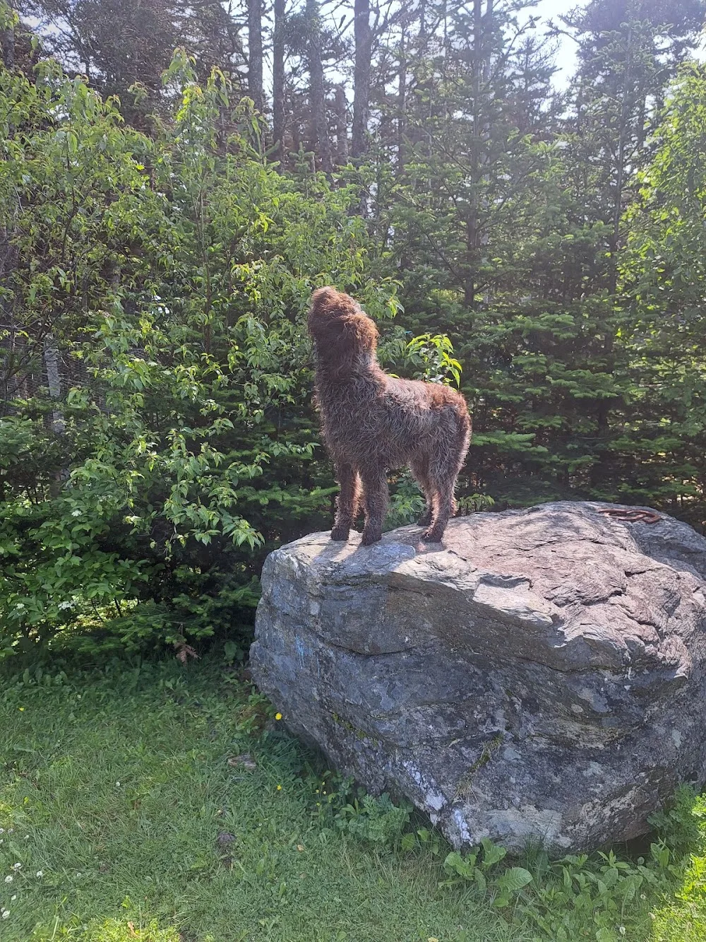 Happy Campers Doggie Daycare - Newfoundland and Labrador pet otel görseli 3