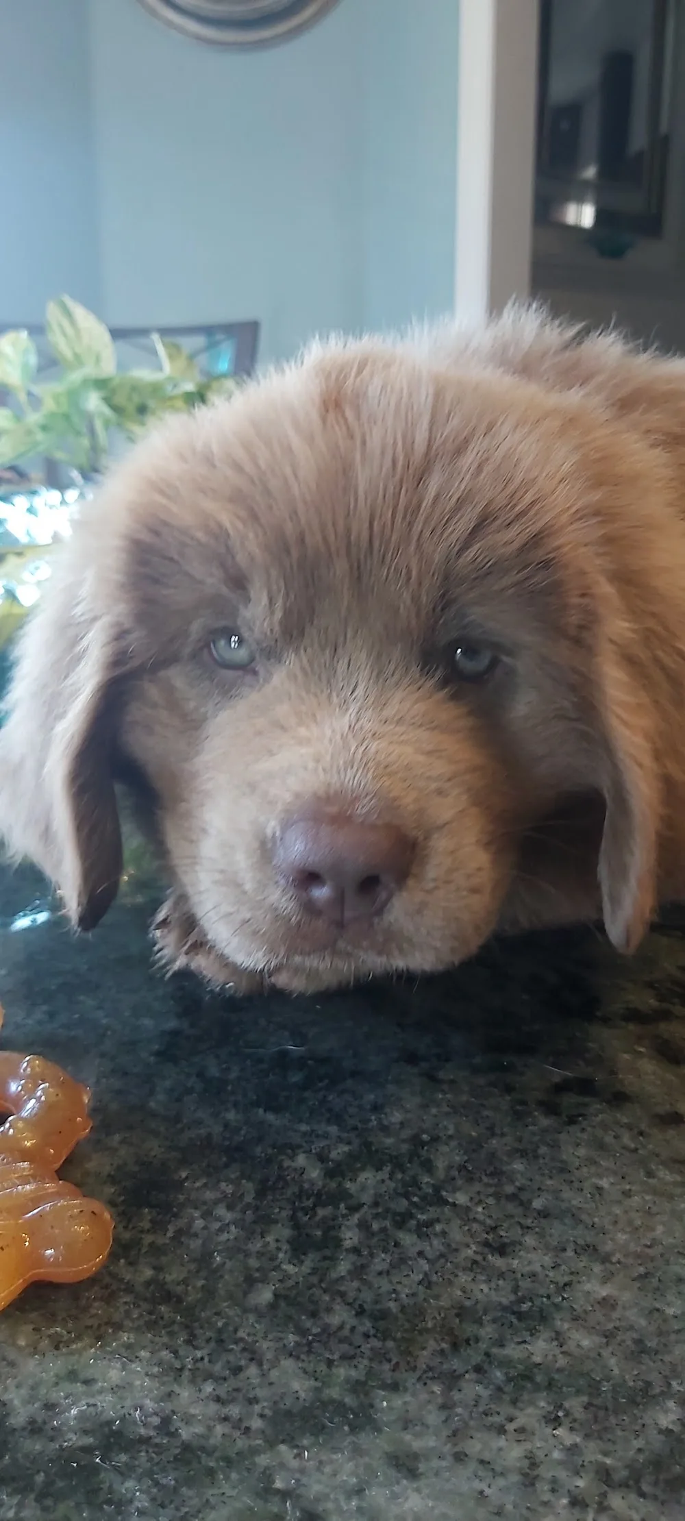 Hunterhill Kennel Newfoundlands - Newfoundland and Labrador pet otel