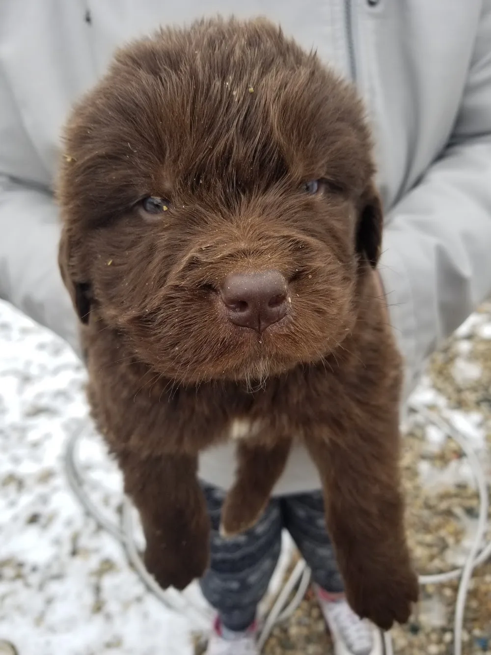 Hunterhill Kennel Newfoundlands - Newfoundland and Labrador pet otel görseli 3