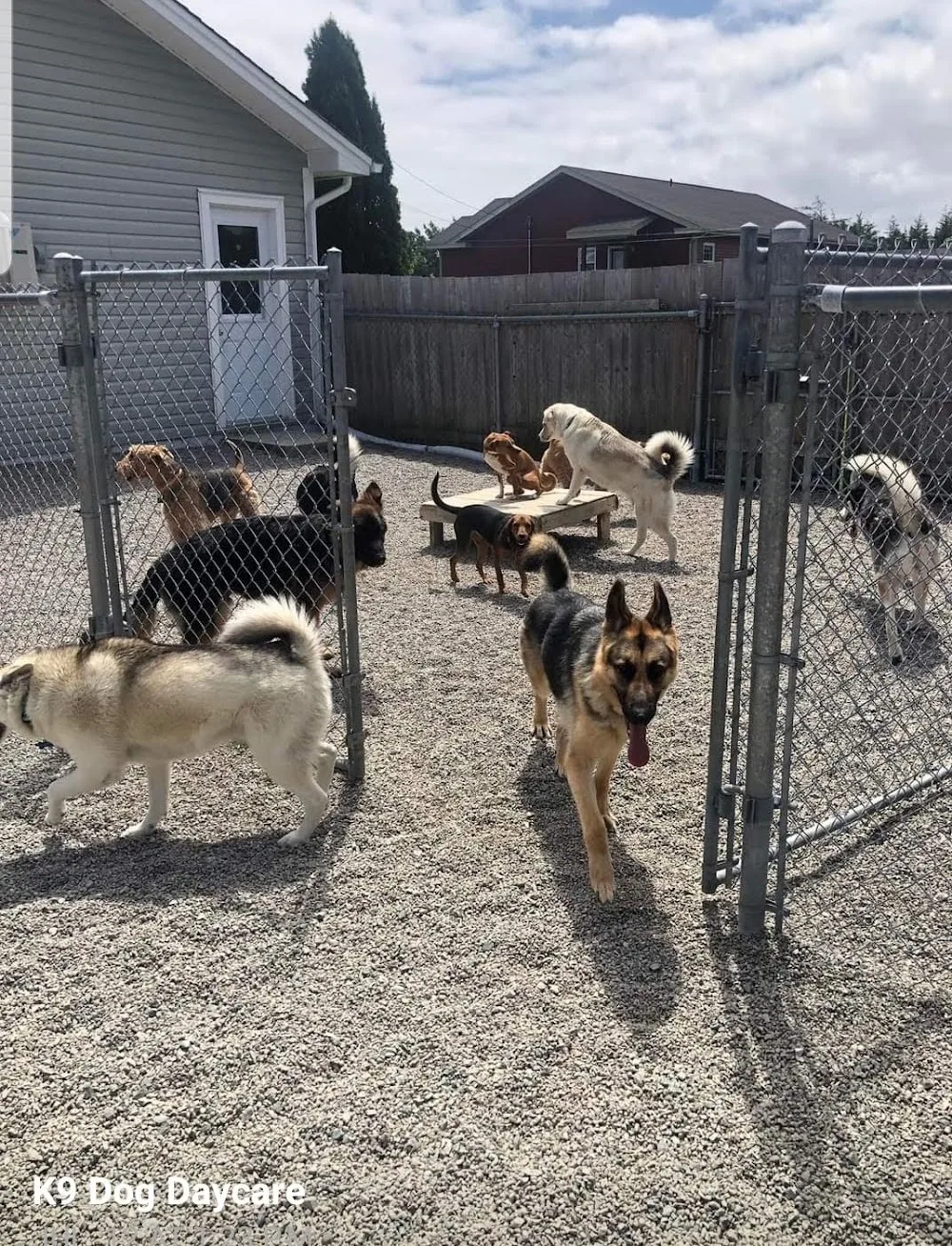 K9 Dog Day Care - Newfoundland and Labrador pet otel görseli 3