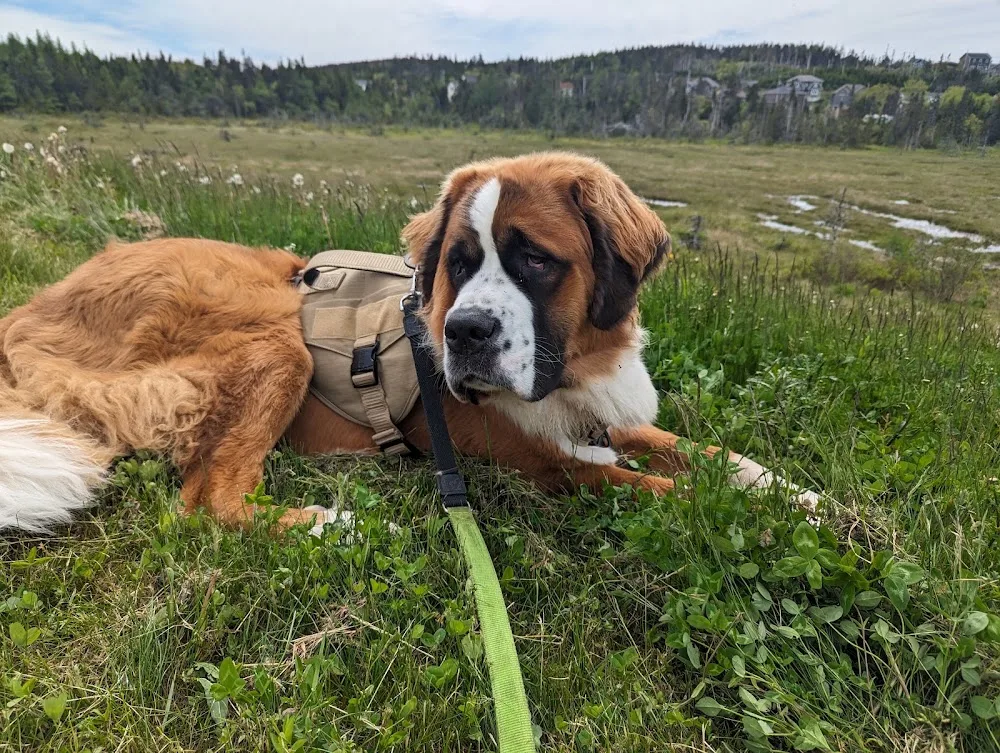 Markwin Pet Resort - Newfoundland and Labrador pet otel