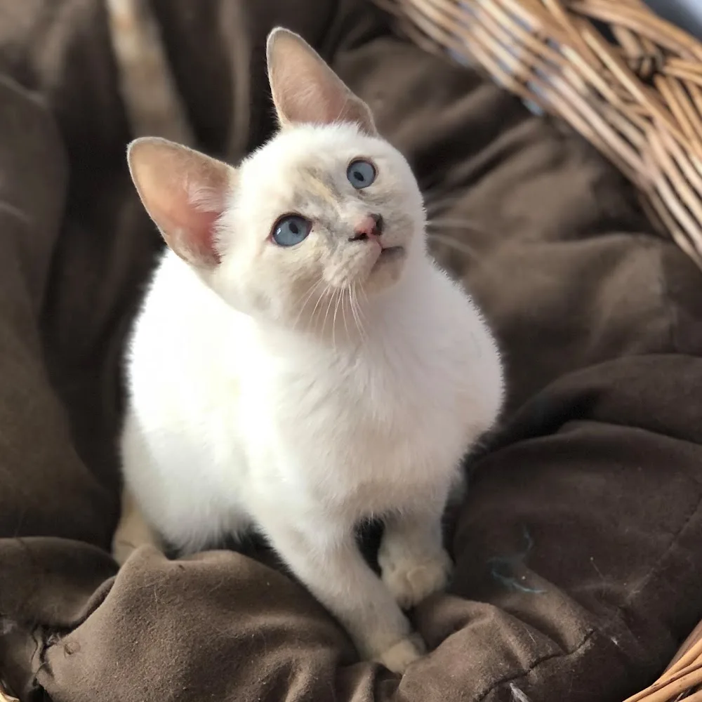 Newfound Cattery - Newfoundland and Labrador pet otel