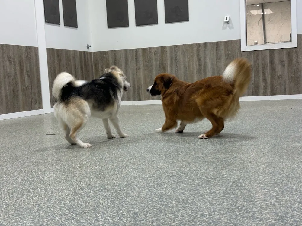Pet Zone Doggy Daycare - Newfoundland and Labrador pet otel görseli 3