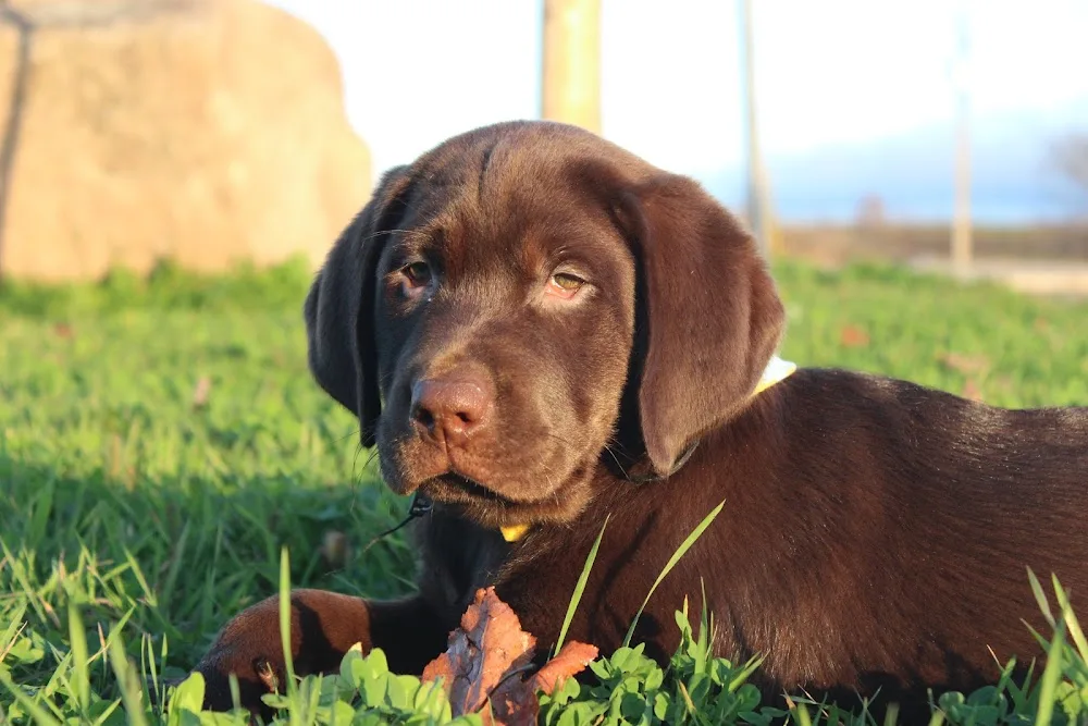 Riverbend Labrador Retrievers Ltd. - Newfoundland and Labrador pet otel