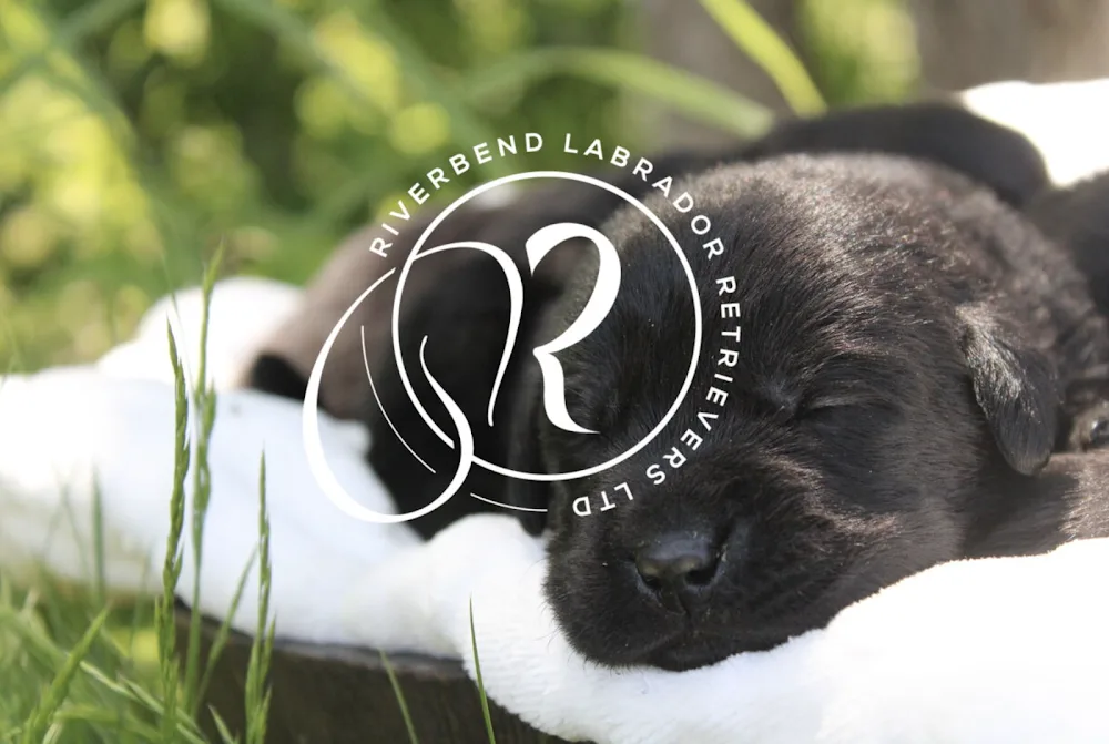 Riverbend Labrador Retrievers Ltd. - Newfoundland and Labrador pet otel görseli 3