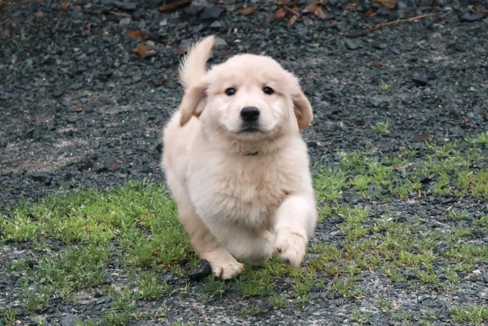 Roaming Rovers Dog Kennels Inc. - Newfoundland and Labrador pet otel görseli 3