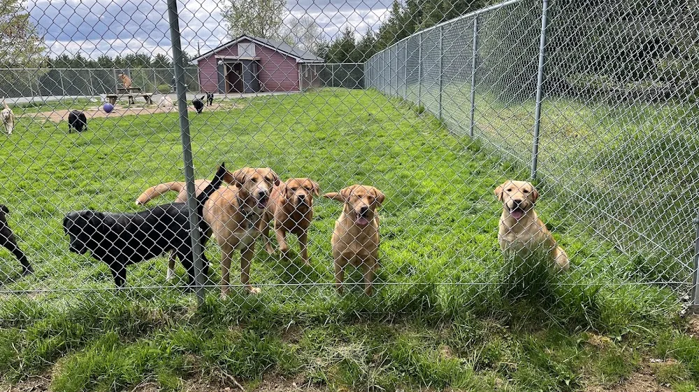 Rockmaple Kennels - Newfoundland and Labrador pet otel görseli 2