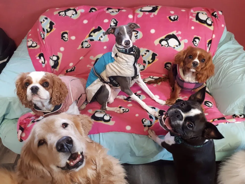 Serenity Pet Care - Newfoundland and Labrador pet otel görseli 3
