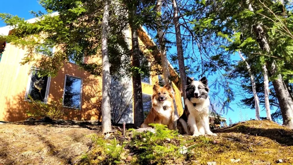 The Bark Chalet - Newfoundland and Labrador pet otel