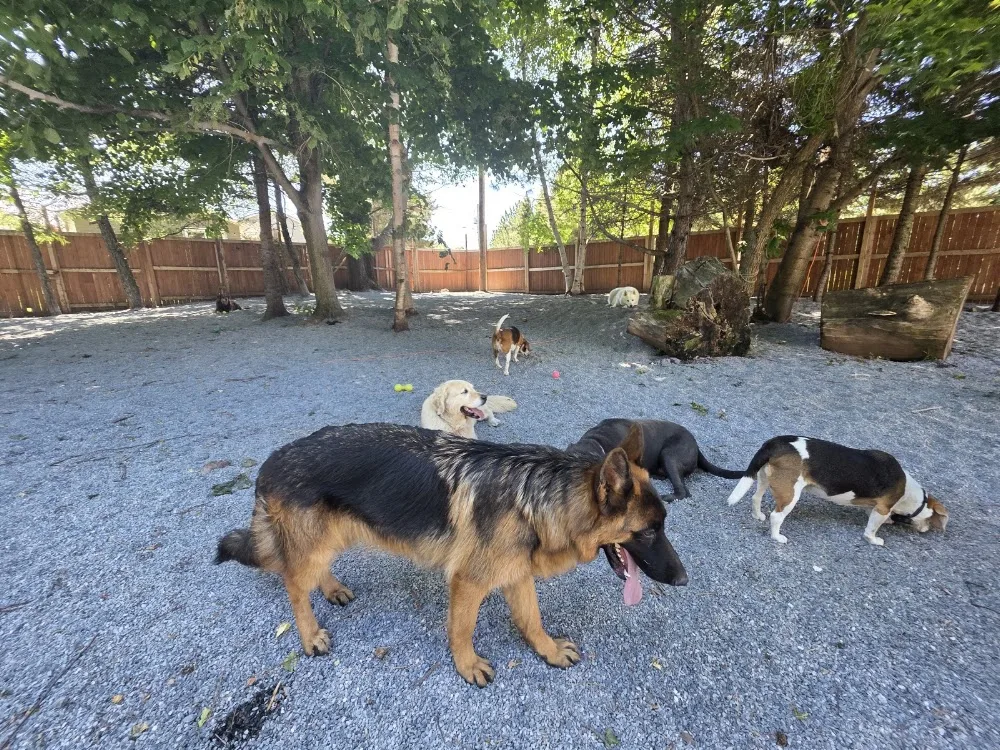 The Dog House In-Home Dog Boarding - Newfoundland and Labrador pet otel görseli 3