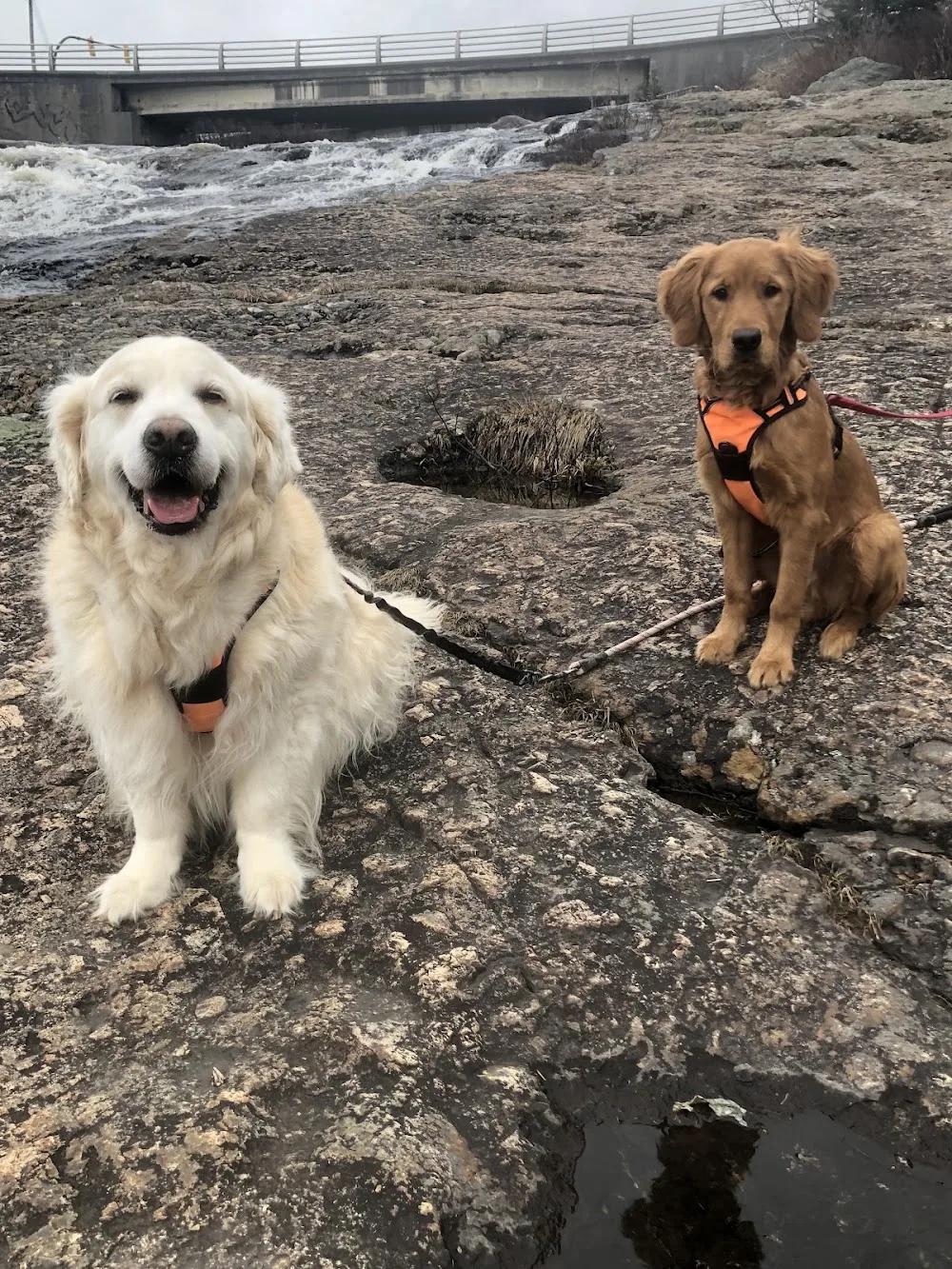 The Pawffice: Doggy Daycare, Boarding & Training - Newfoundland and Labrador pet otel görseli 3