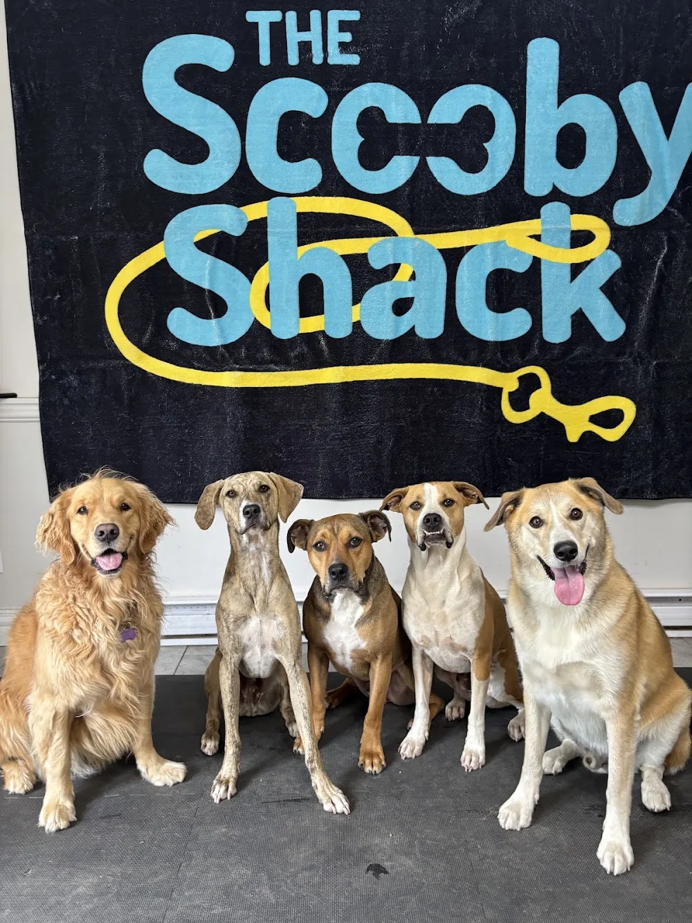 The Scooby-Shack - Newfoundland and Labrador pet otel görseli 2