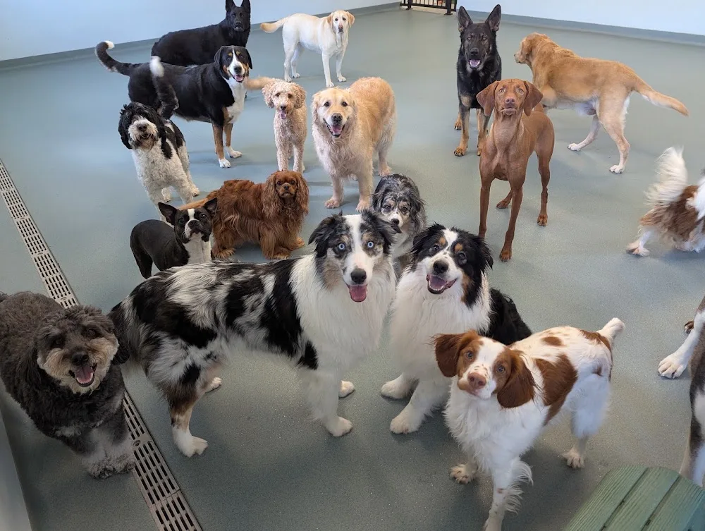 TNK Stay & Play - Newfoundland and Labrador pet otel görseli 3