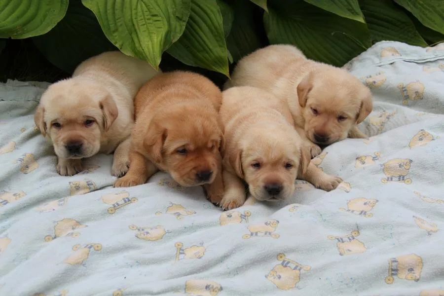 Wildbrook Kennels - Newfoundland and Labrador pet otel