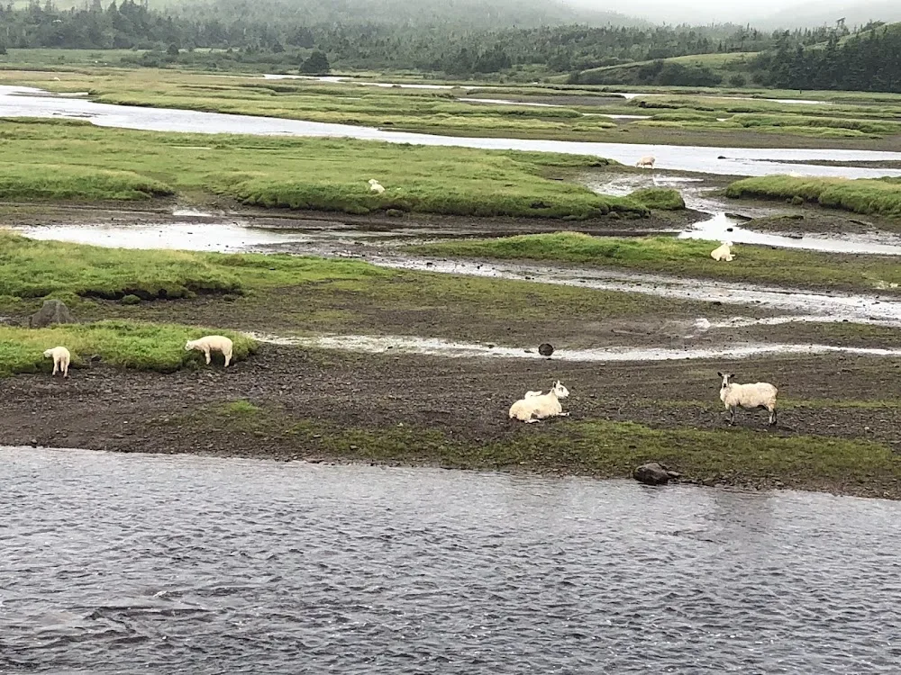 Windy Meadows Breeding - Newfoundland and Labrador pet otel görseli 2