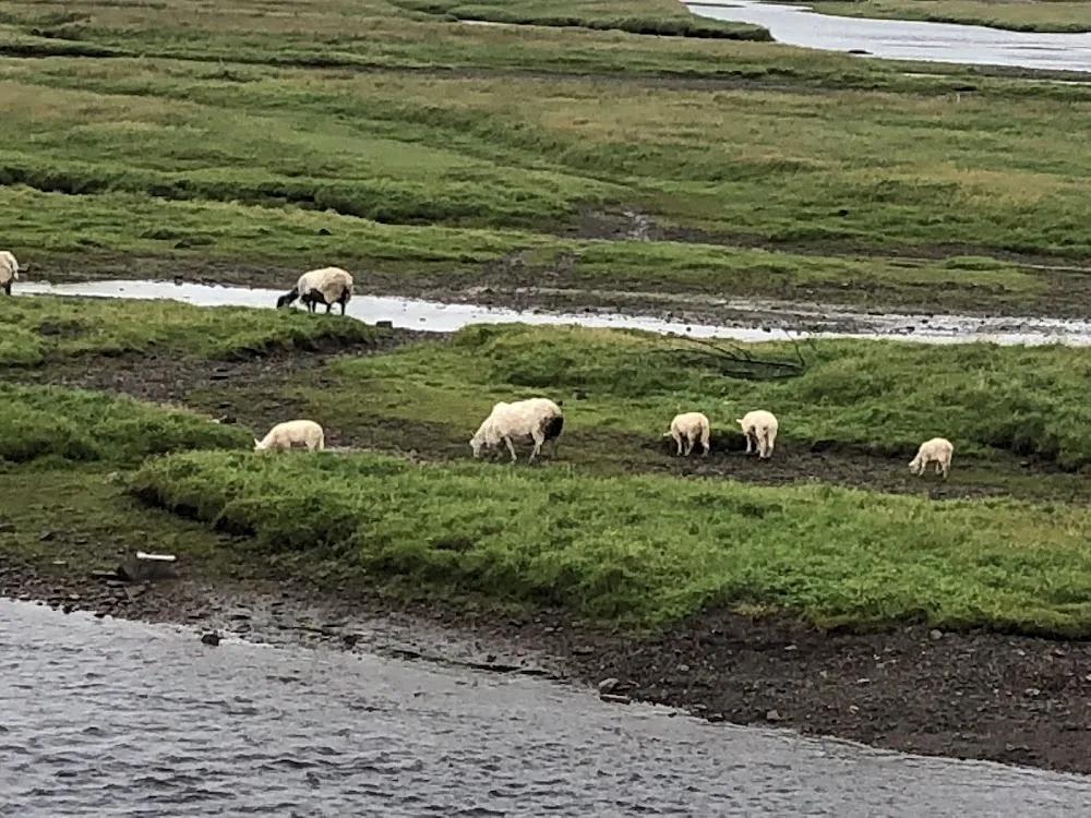 Windy Meadows Breeding - Newfoundland and Labrador pet otel görseli 3