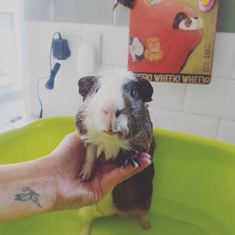 Merry Muddles- Small Animal Boarding and Care - Newton Abbot pet otel