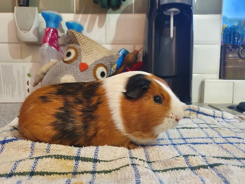 Merry Muddles- Small Animal Boarding and Care - Newton Abbot pet otel görseli 3