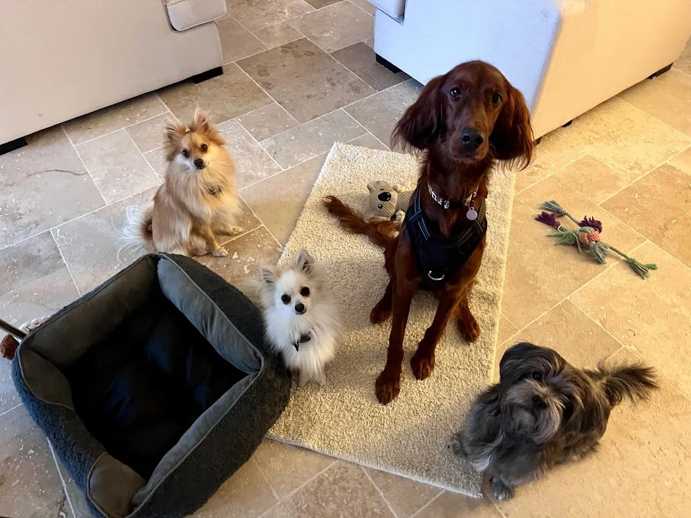 Chez Fox et Lily pension canine - Nice pet otel
