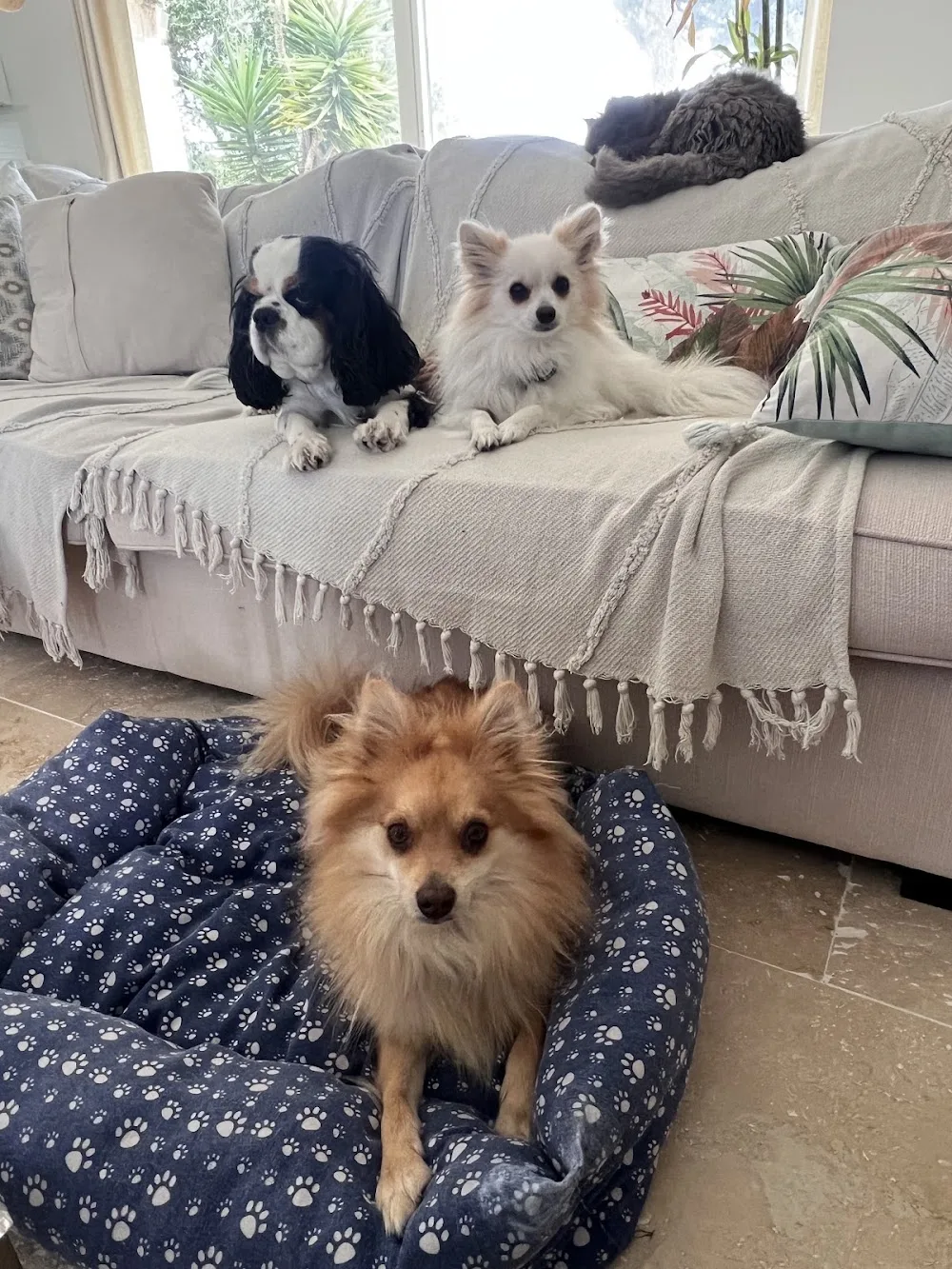 Chez Fox et Lily pension canine - Nice pet otel görseli 3