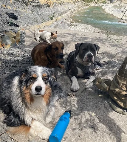 Dog Sitting pension pour chiens à Nice et Villefranche sur mer - Nice pet otel