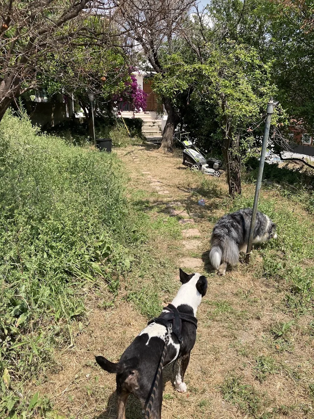 Dog Sitting pension pour chiens à Nice et Villefranche sur mer - Nice pet otel görseli 3
