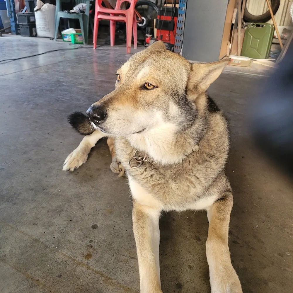 Dressage Canin, Pension Canine de la Plaine - Nice pet otel