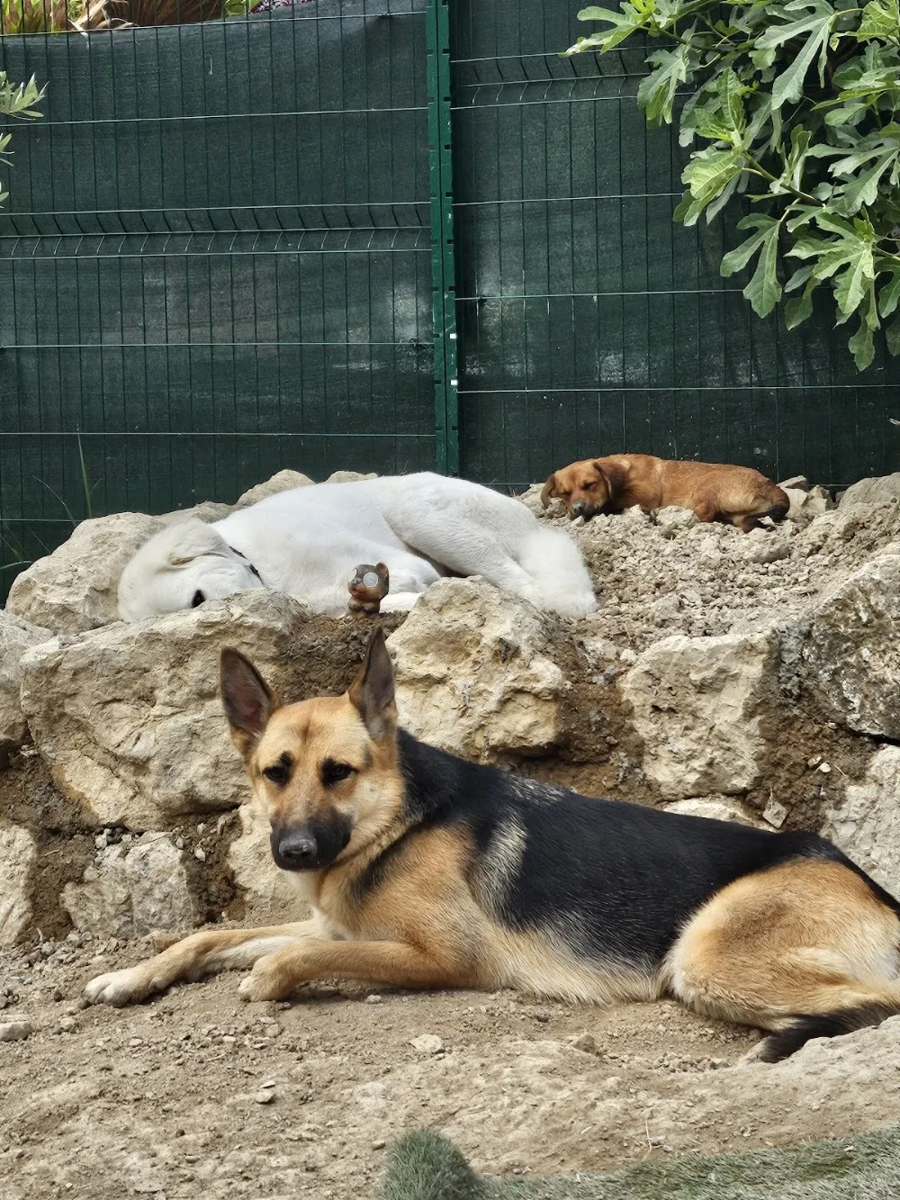 La Colo Câlins - Nice pet otel görseli 3