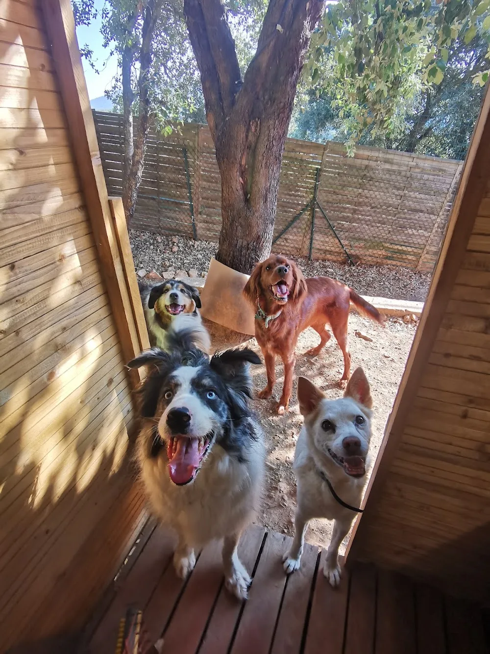 LE CAMPING DES TOUTOUS - Nice pet otel