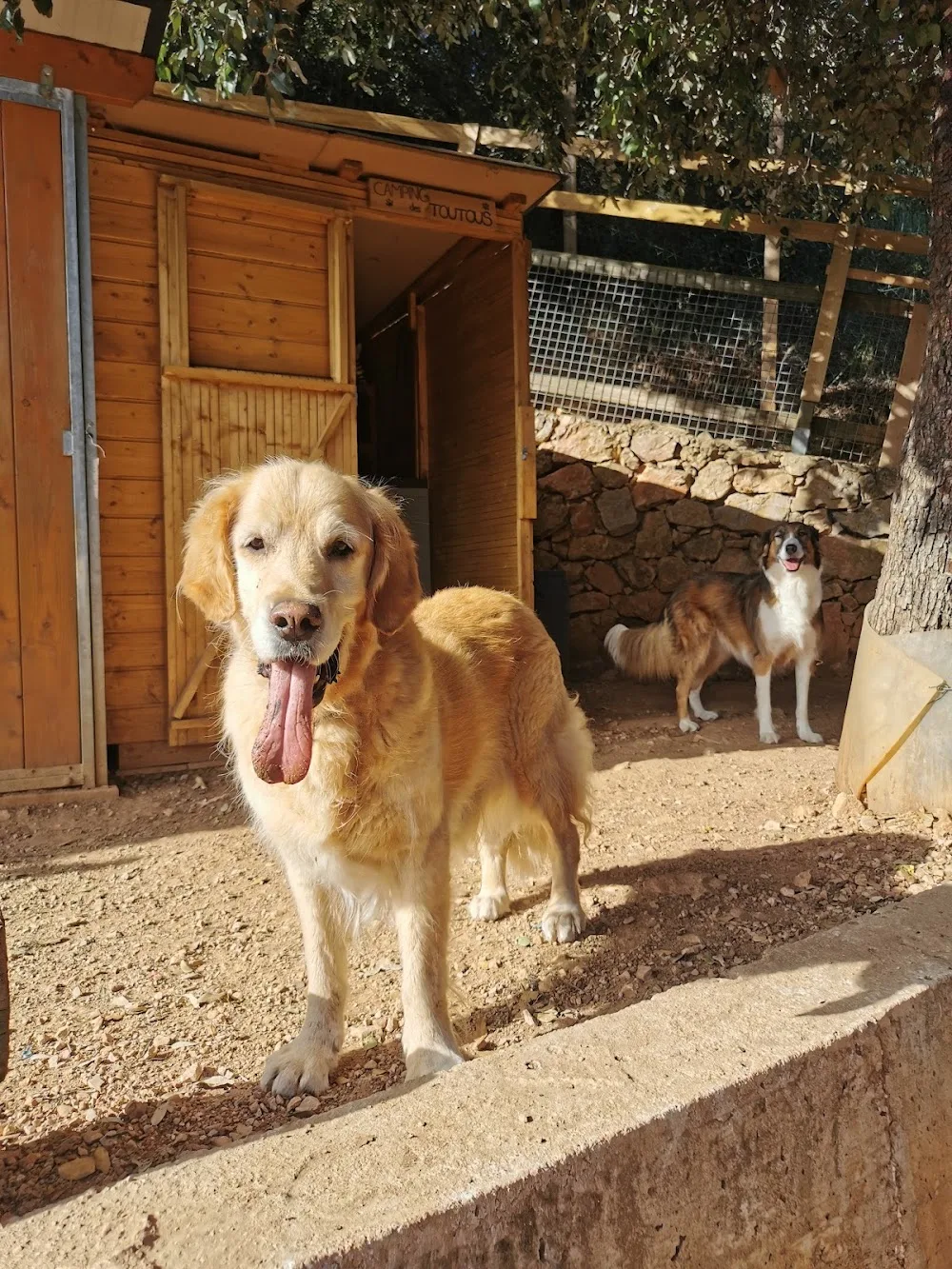 LE CAMPING DES TOUTOUS - Nice pet otel görseli 3