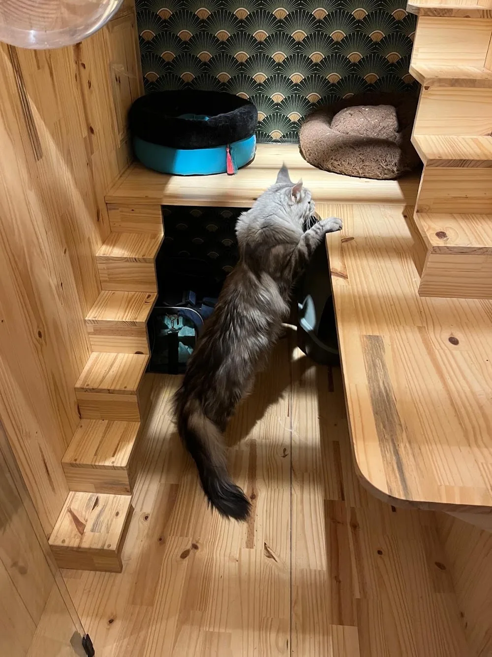 Le Chatelain - pension pour chats - Nice pet otel görseli 7