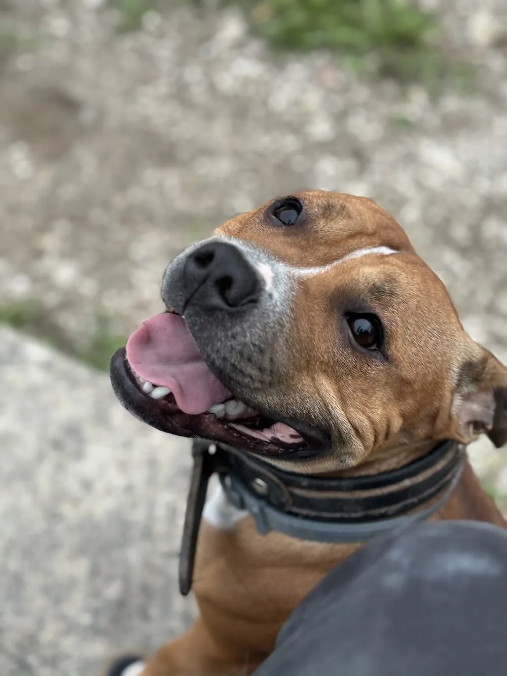 Les jardins de Nädä - Nice pet otel görseli 7