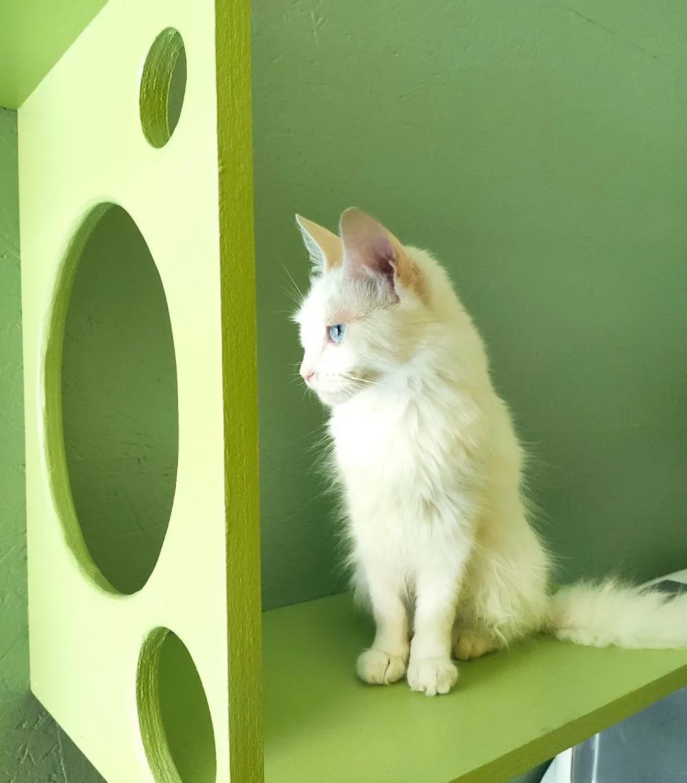 Oasis Hôtel Chat - Nice pet otel görseli 3
