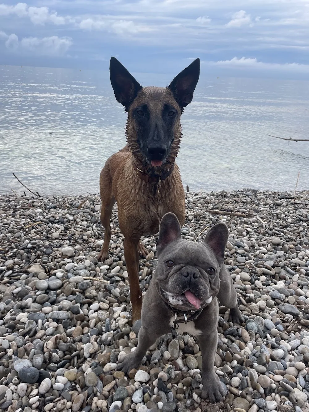 Pension canine de Saint jean cap ferrat à Monaco - Capferratpetsitting - Nice pet otel görseli 2