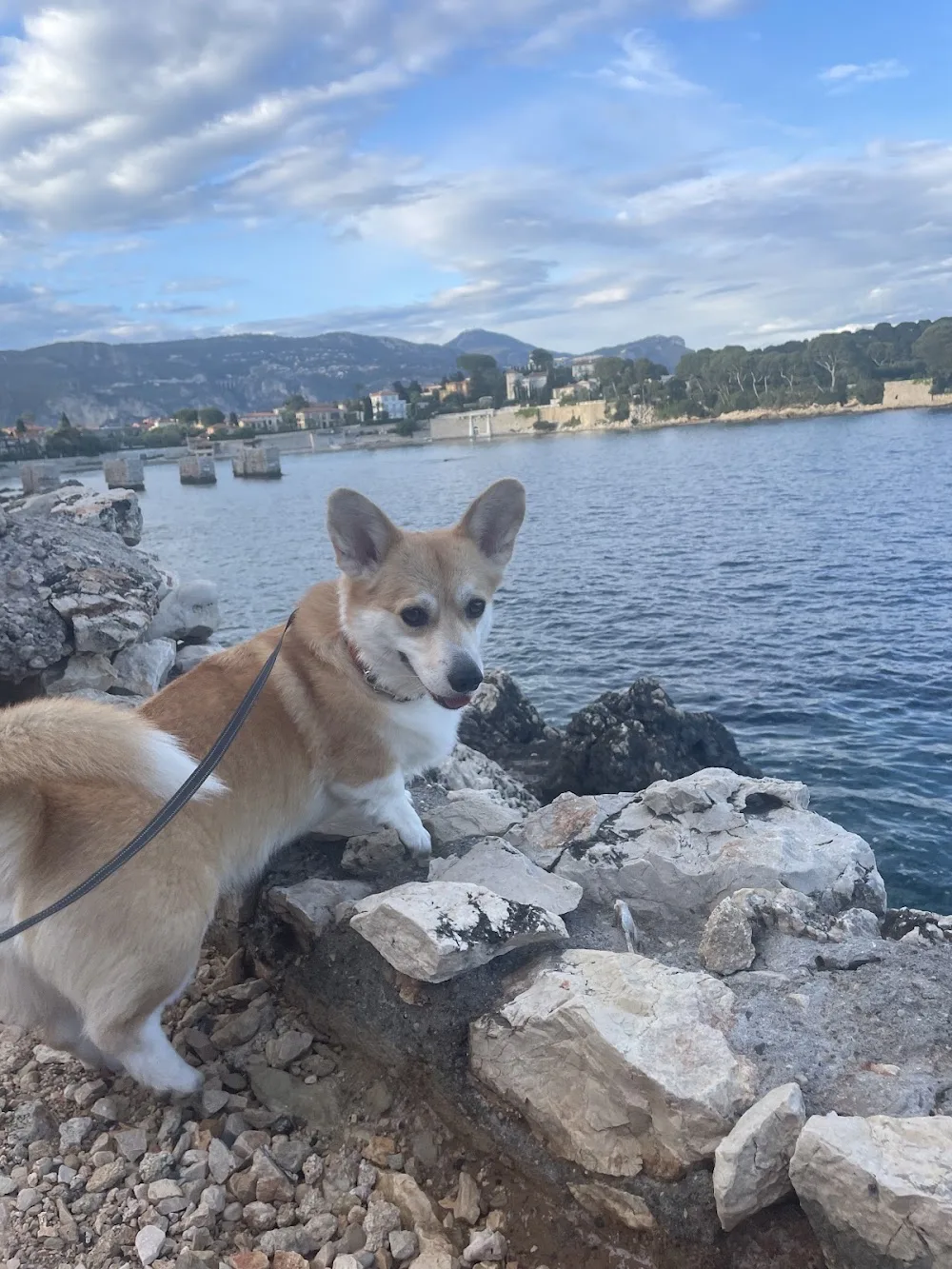 Pension canine de Saint jean cap ferrat à Monaco - Capferratpetsitting - Nice pet otel görseli 3