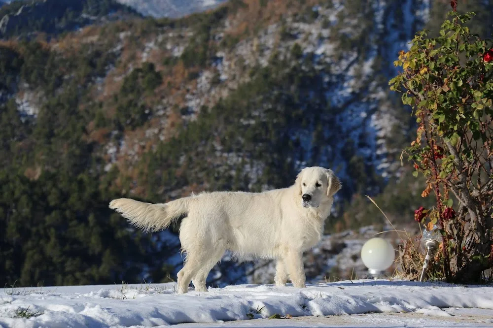 Riviera Dog Sitting, pension canine dans les Alpes Maritimes 06 - Nice pet otel