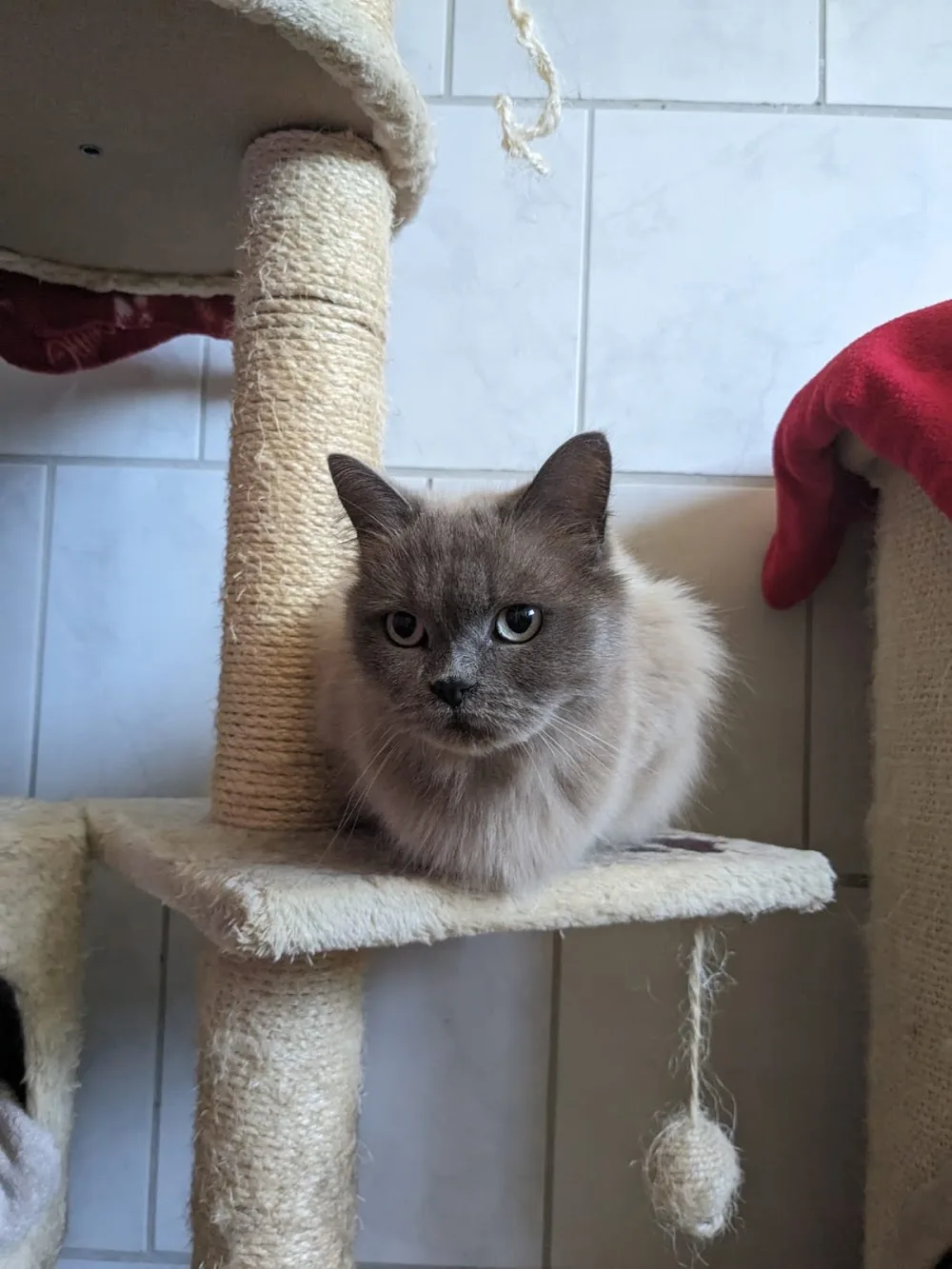 Herberge für Hund Katz Maus - Niederau pet otel